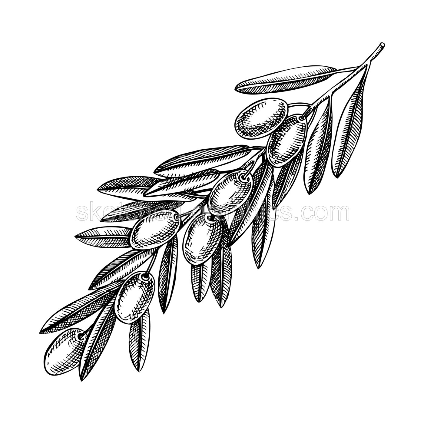 Hand drawn olive tree branch with leaves and fruit sketch isolated on white background. Olive tree twig botanical drawings in engraved style. Vector food illustration for oil packaging design Illustration